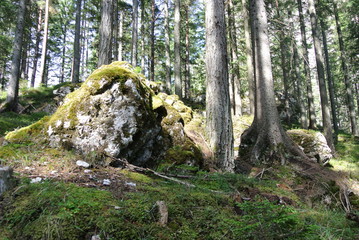 Fels im Wald Steiermark