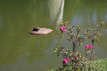 The natural beauties found in the Moinhos de Vento park in Porto Alegre, Rio Grande do Sul.