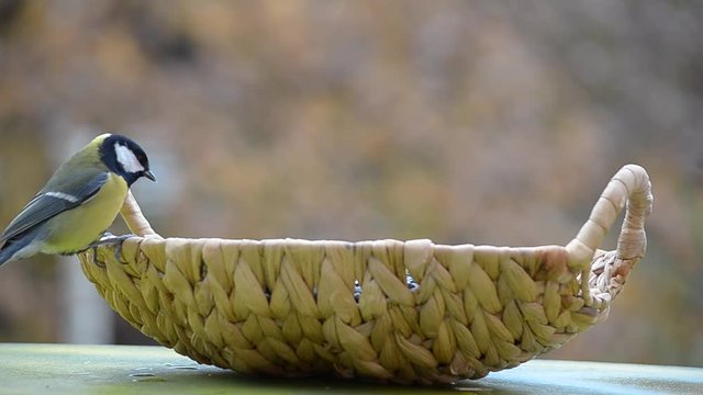 Autumn and the birds of the tit flew into the feeder. Defocused Golden autumn background, selective focus.
