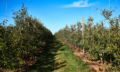3rd year Apple Orchard is in full production
