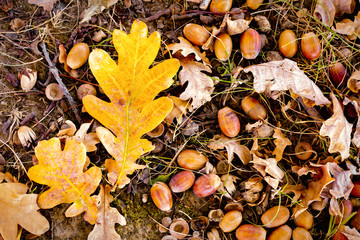 Autumn background of yellow and colored leaves, cones and nuts. place for text.