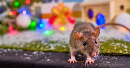 A gray rat near a Christmas tree and a wooden house with gift boxes. Chinese New year 2020. Symbol of 2020. Christmas 2020
