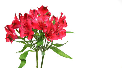 Fototapeta premium アルストロメリアの花束