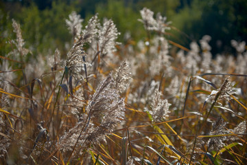 Fototapeta premium Reeds and rushes in the rays of sunshine, Sweden, Bagarmossen