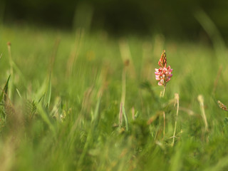 Pink flower Ononis arvensis herbaceous perennial of medical plant in grass on meadow near forest with green leaves and stem at sunset. Blooming spring flower Field Restharrow on garden