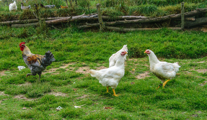 One young cockerel and three white hens are walking on the green grass.