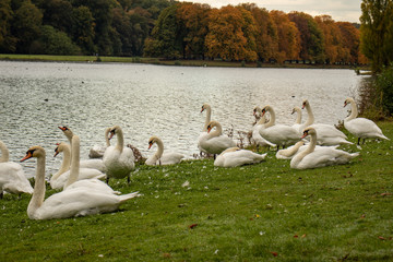Gruppe weiße Schwäne, die am Ufer eines Sees ruhen