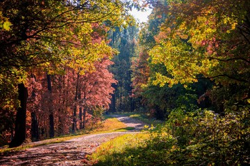 Autumn park landscape. Golden autumn . Sunny day in the autumn park with yellow trees. Beautiful landscape.