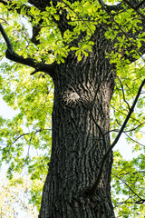 Baumstamm einer alten Eiche mit zartem Grün im Frühling