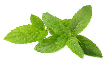 Fresh mint leaves isolated on white background