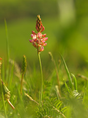Pink flower Ononis arvensis herbaceous perennial of medical plant in grass on meadow near forest with green leaves and stem at sunset. Blooming spring flower Field Restharrow on garden