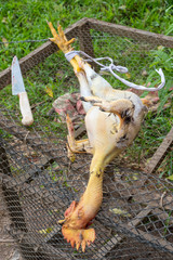 Freshly slaughtered chicken for food on a rural farm. Colombia