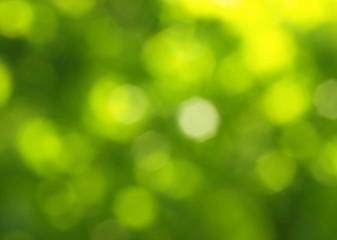 Plakat Green and yellow colored abstract light background.Natural outdoors bokeh backdrop in green and yellow tones with sun rays. Abstract blur spring meadow pattern. 