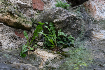 Detail einer alten Burgmauer mit diversen Pflanzen