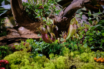  tropical forest background with daylight
