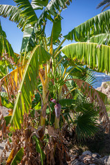 on a banana palm hangs a shrub with green bananas and in the background the sky is blue
