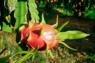 Dragon Fruit Plantation in Vietnam