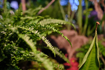 tropical forest background with daylight