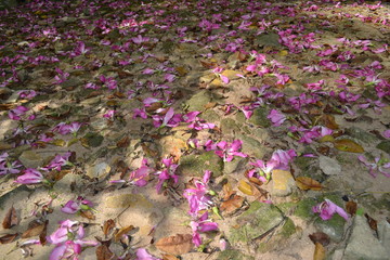 Fototapeta premium Chão de Flores