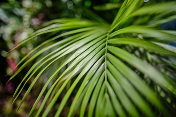 Green leaves of Monstera plant growing in wild, the tropical forest plant,