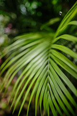 Green leaves of Monstera plant growing in wild, the tropical forest plant,