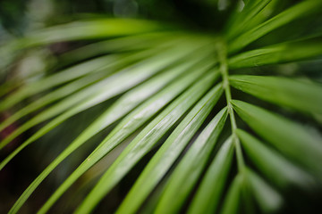 Green leaves of Monstera plant growing in wild, the tropical forest plant,