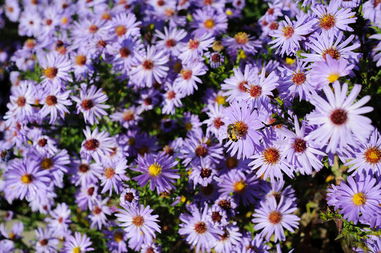 Aster shrub, a lot of small purple autumn flowers, bee collects nectar from the Bush