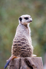 Suricate, sentinelle du désert  mangouste
