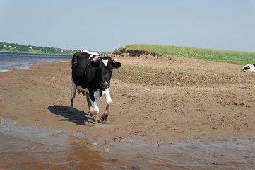 Kholmogorsky cows in the pasture by the river