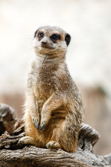 Suricate, sentinelle du désert  mangouste