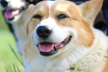 Happy pet Corgi dog, smiling and looking at camera closeup.