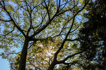aa