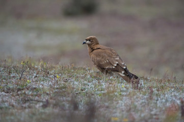 The carunculated caracara Phalcoboenus carunculatus is sitting in the grass near the volcano Cotopaxi in Ecuador..