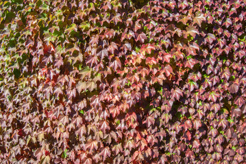 Red Autumn Ivy