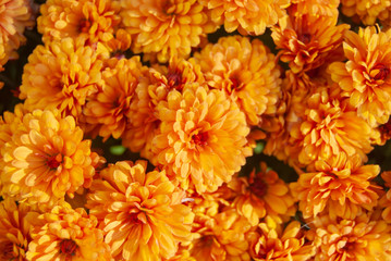 Bright Orange Mums