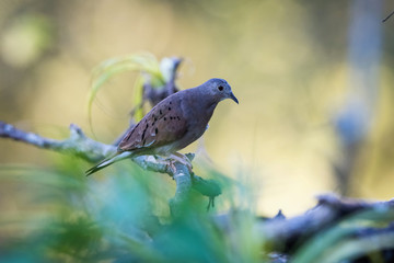 Columbina talpacoti, Ruddy ground dove The bird is perched on the branch in nice wildlife natural environment of Trinidad and Tobago