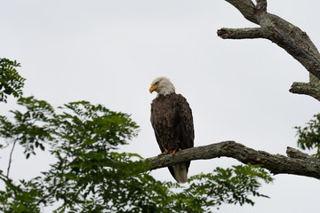An American Bald Eagle perched against a white sky.