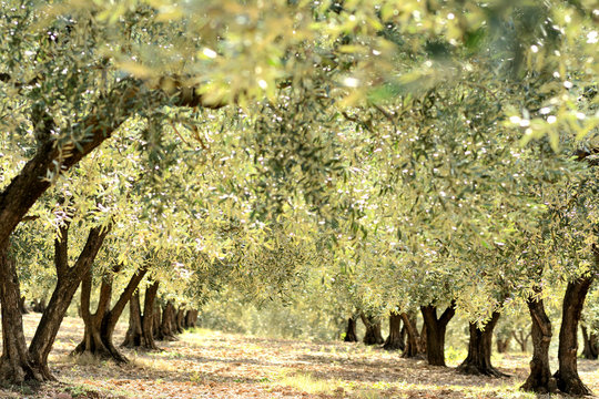Lines of sunny olive trees in a field,&nbsp;makes ranges. Blurred leaves on the top of the picture. Autumn in Provence, France