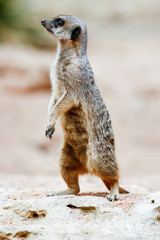Fototapeta premium Suricate, sentinelle du désert mangouste