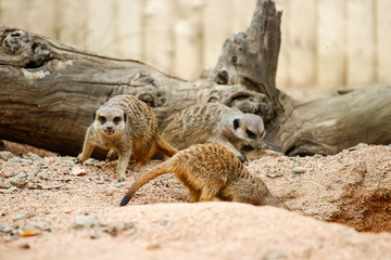 Suricate, sentinelle du désert mangouste
