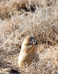 Black-Tailed Prairie Dog (Cynomys ludovicianus)