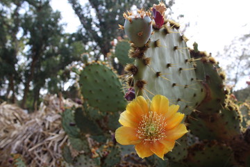 cactus in bloom