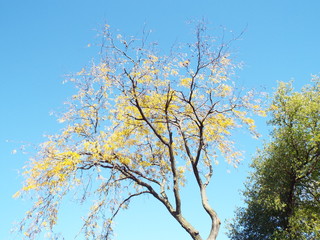 fall trees & leaves