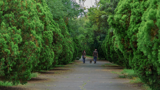 Camino De Concreto Entre Arboles Verdes