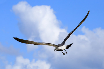 Möwe im Flug