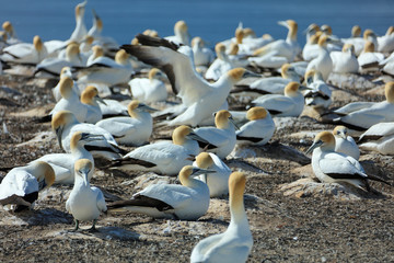 Tölpel in Neuseeland am Cape Kidnappers