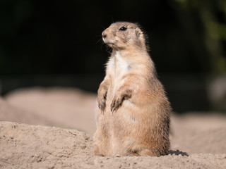 suricata suricatta