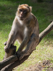 Berberaffe, der auf einem Holzzaun sitzt