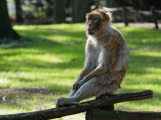 Obraz premium Entspannter Berberaffe, der auf einem Zaun sitzt