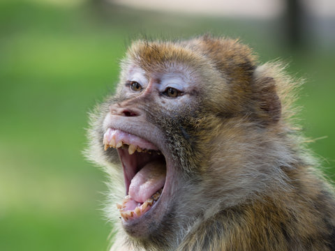 Nahaufnahme eines schreienden Berberaffen, schlechte Z&auml;hne, Magot, Makakenart, Macaca sylvanus